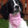 Pink Tulip Bandana 1 - Small/Medium - Image 4